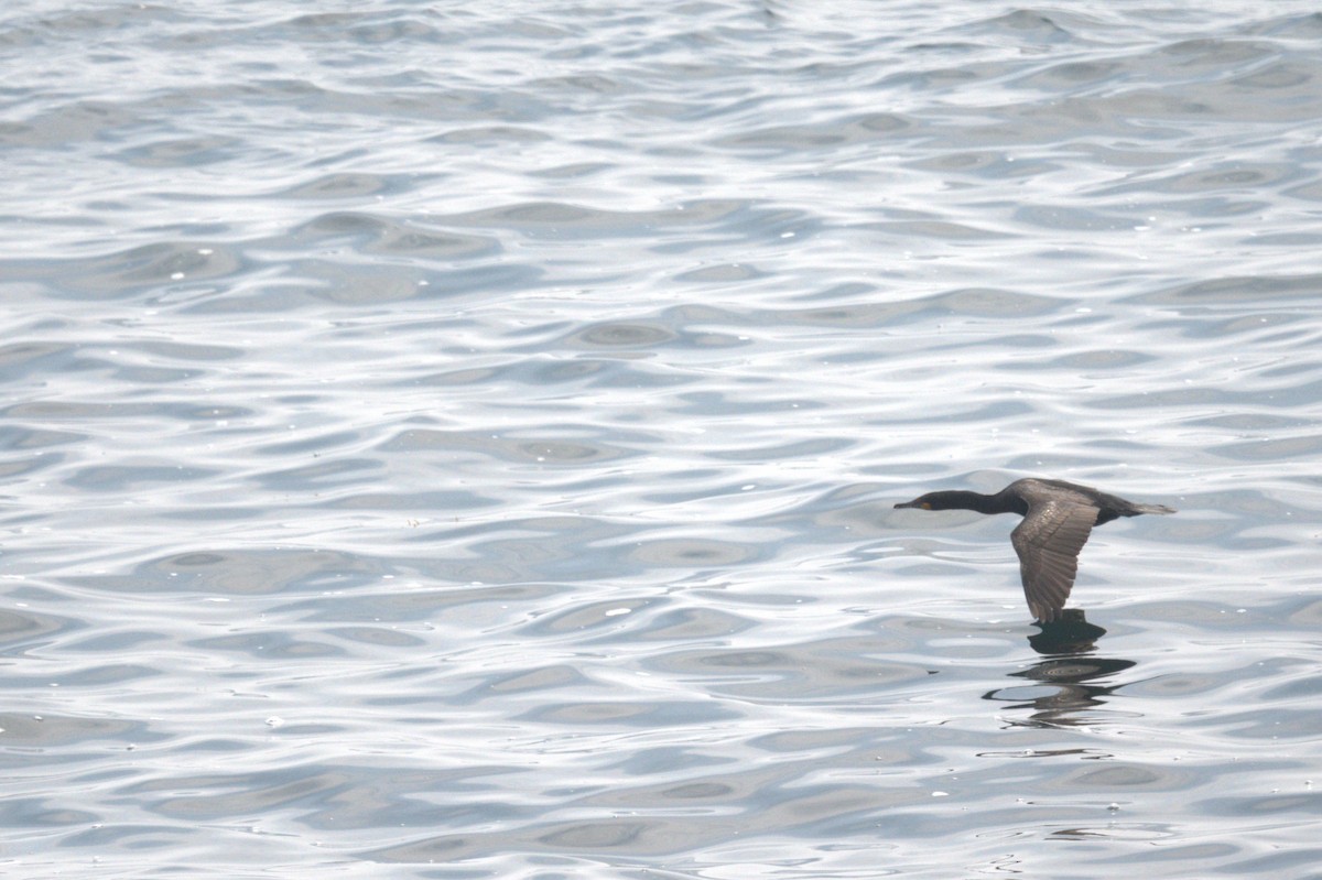 Cormoran à aigrettes - ML589050671