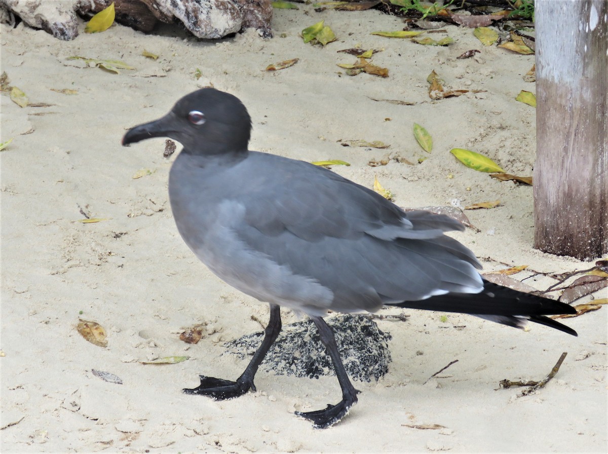 Gaviota Fuliginosa - ML589050811