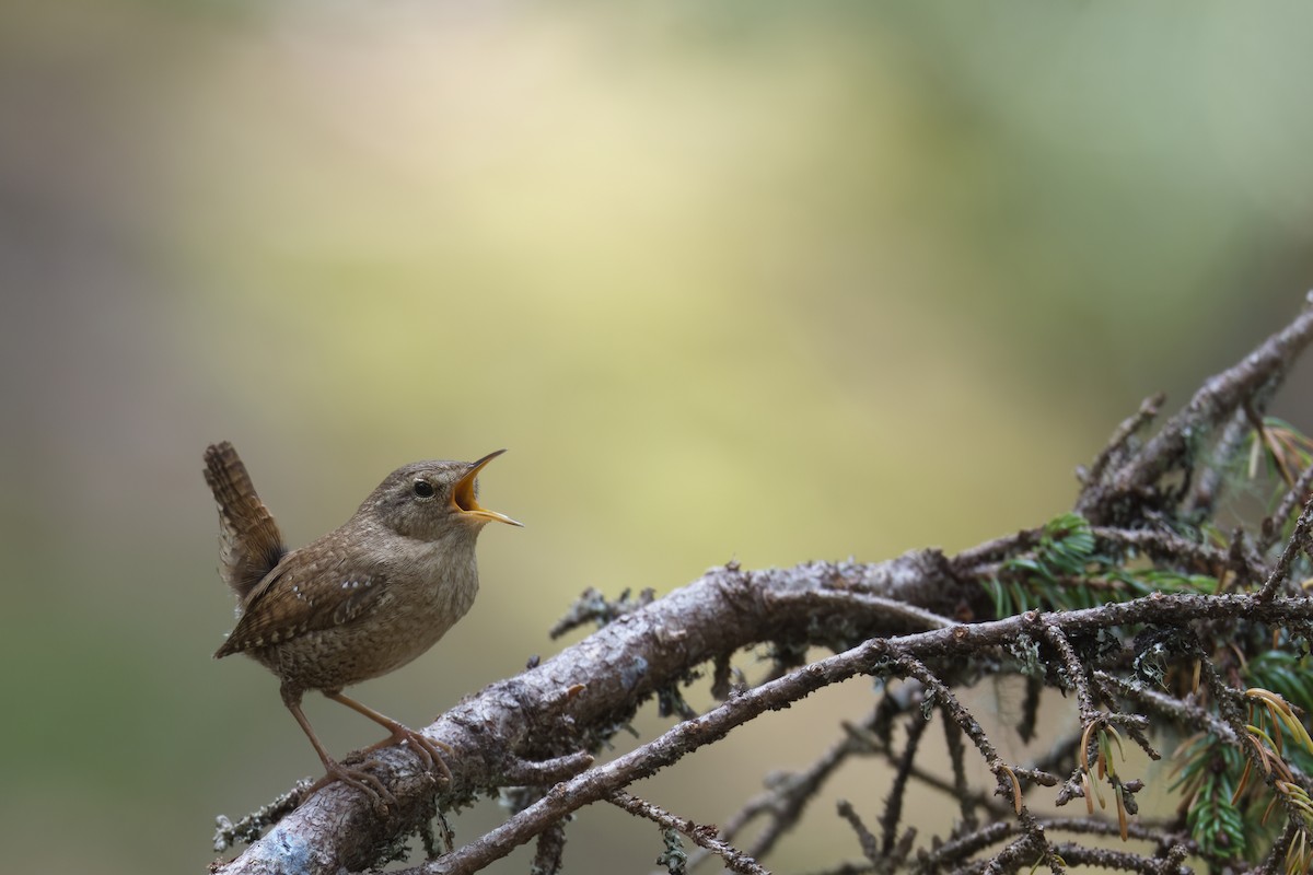 Winter Wren - ML589050871