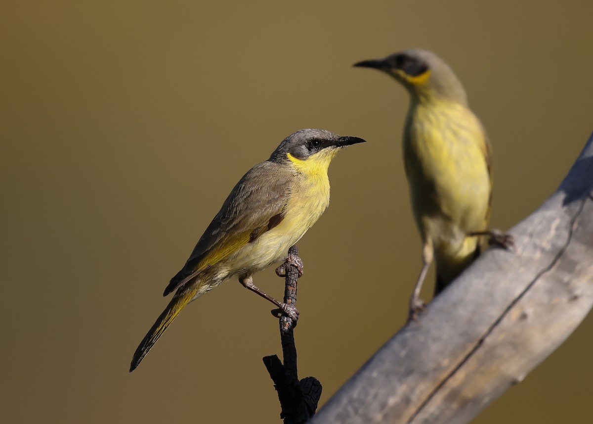 Gray-headed Honeyeater - Martin Allen