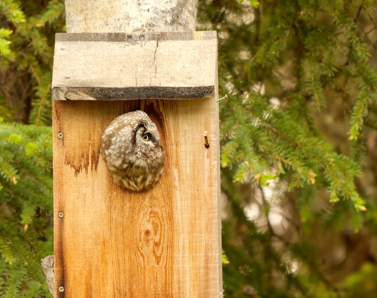 Boreal Owl - Greg Baker