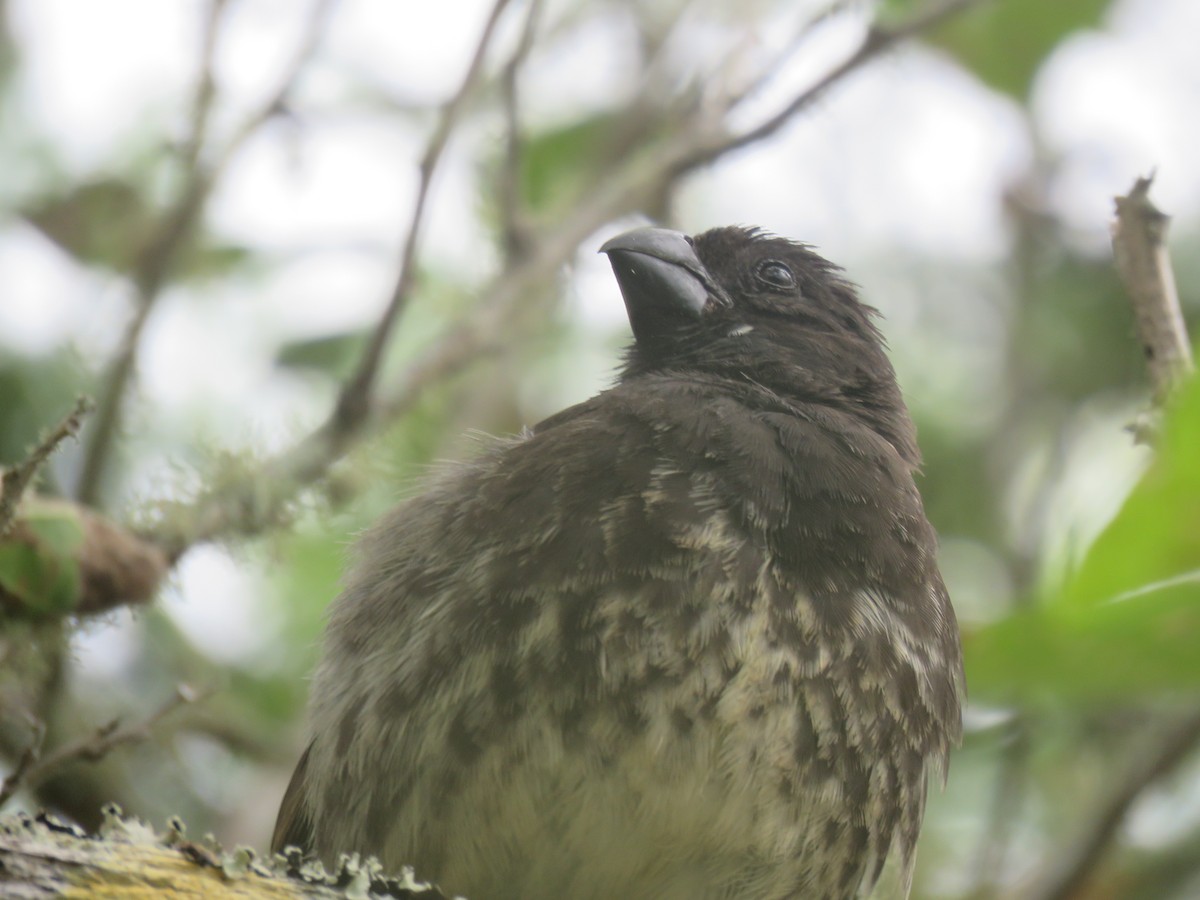 Vegetarian Finch - ML589051061