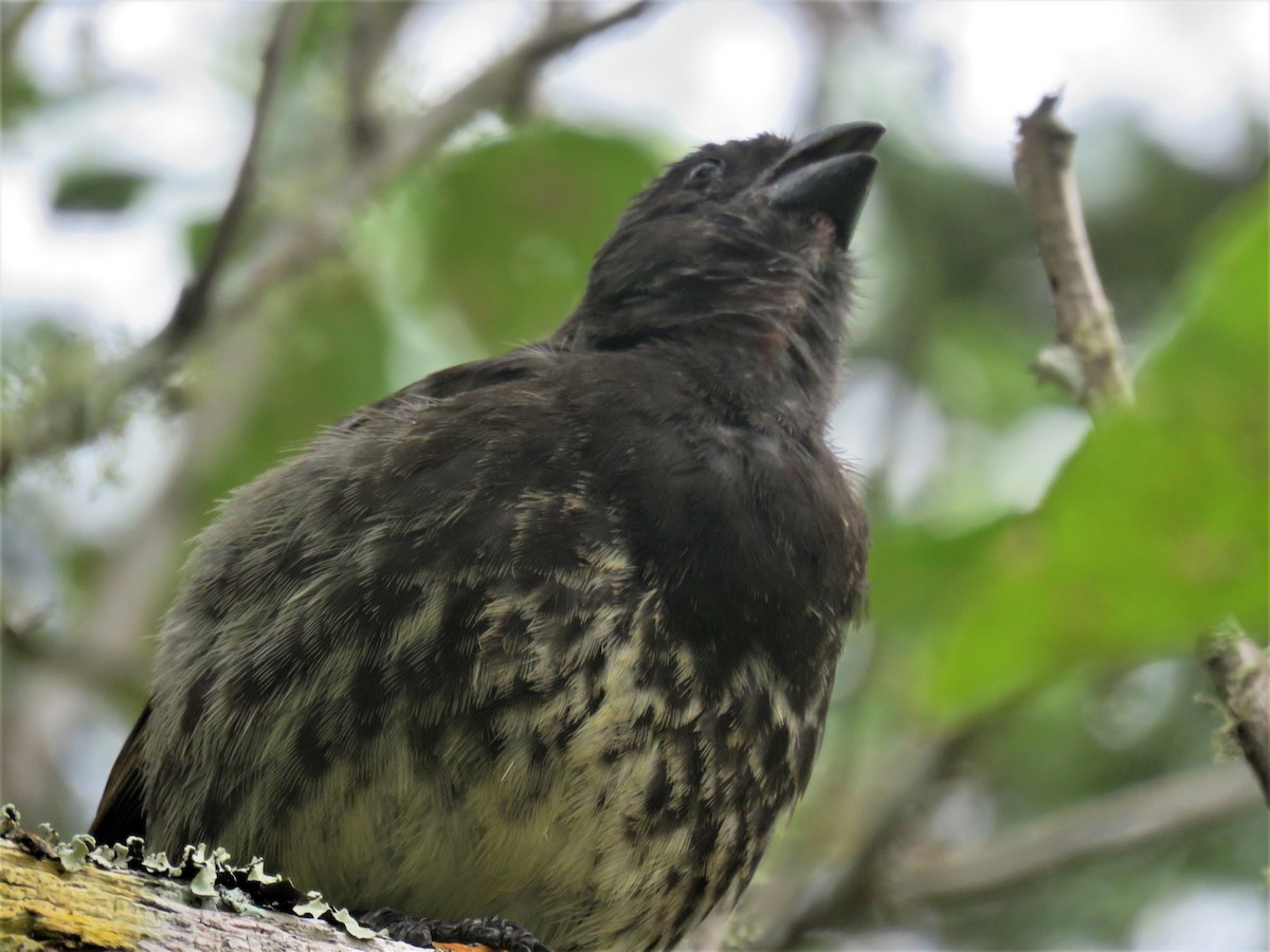 Vegetarian Finch - ML589051081