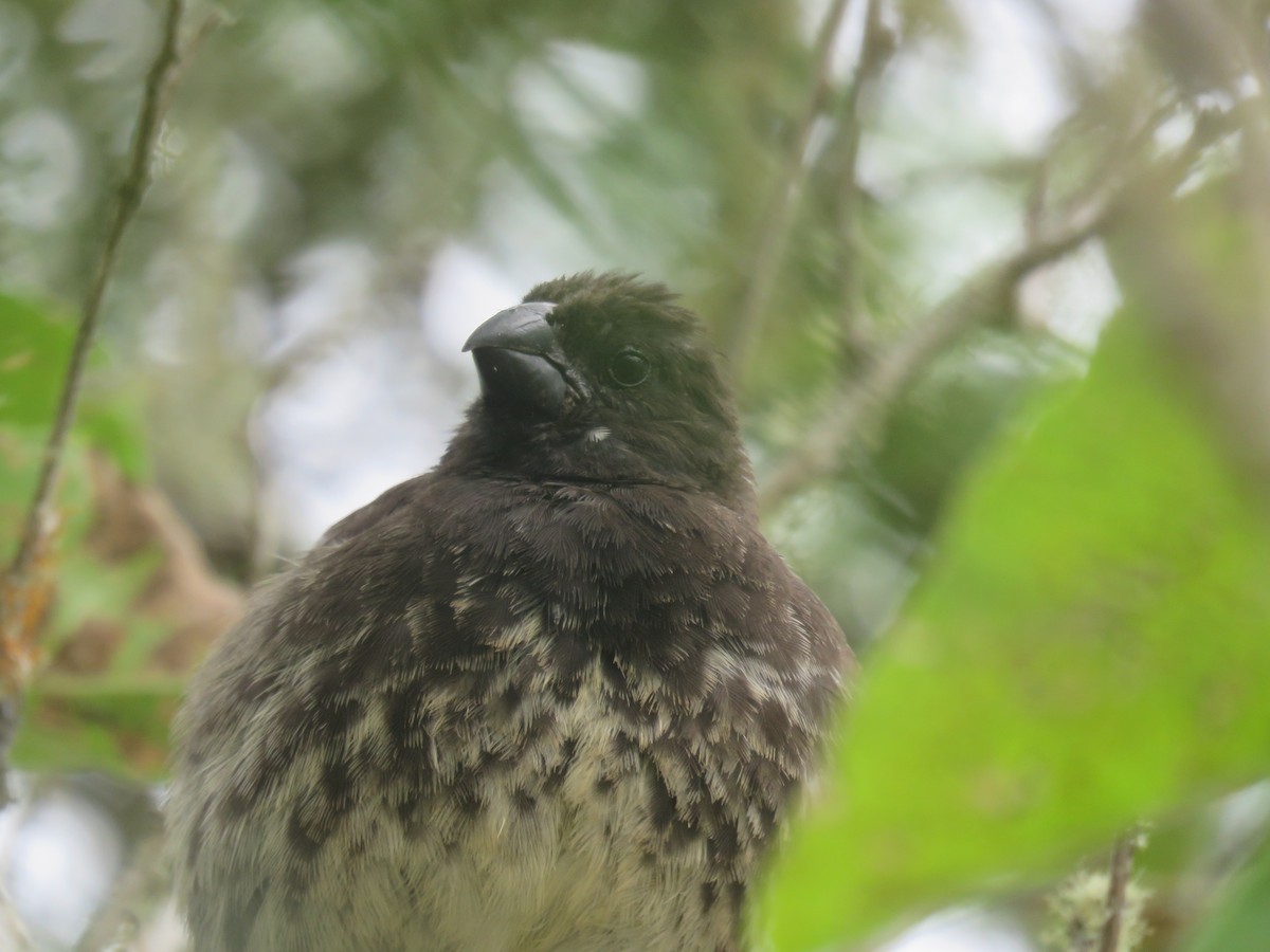 Vegetarian Finch - Eric van den Berghe