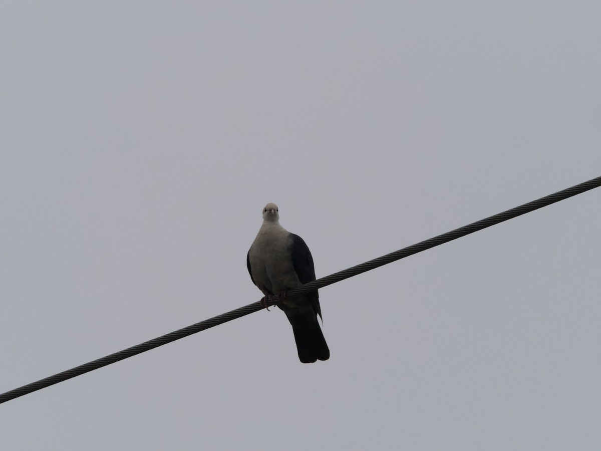 White-headed Pigeon - ML589051121