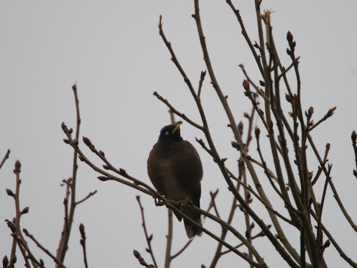 Common Myna - ML589051131