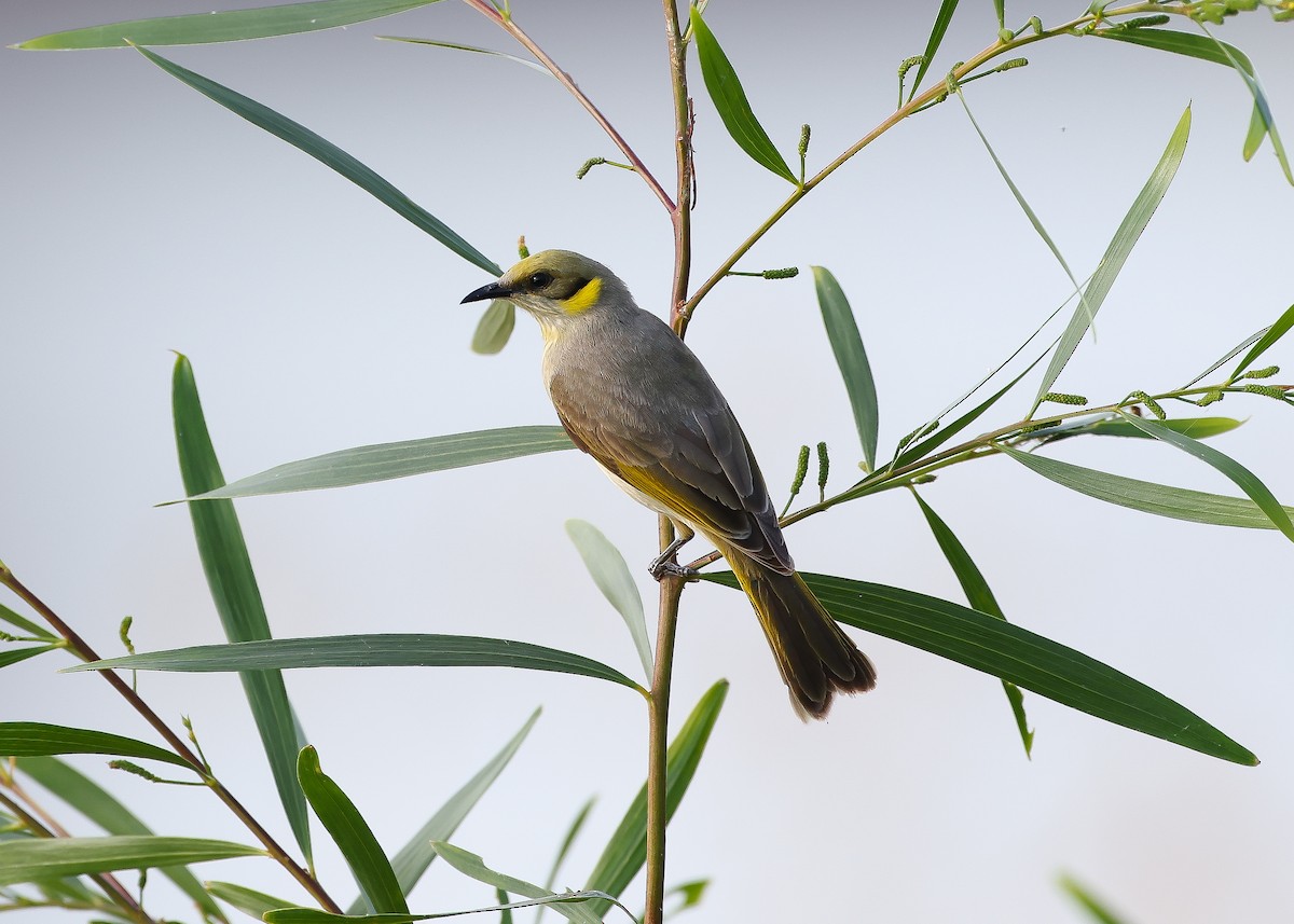 Gray-fronted Honeyeater - ML589051401