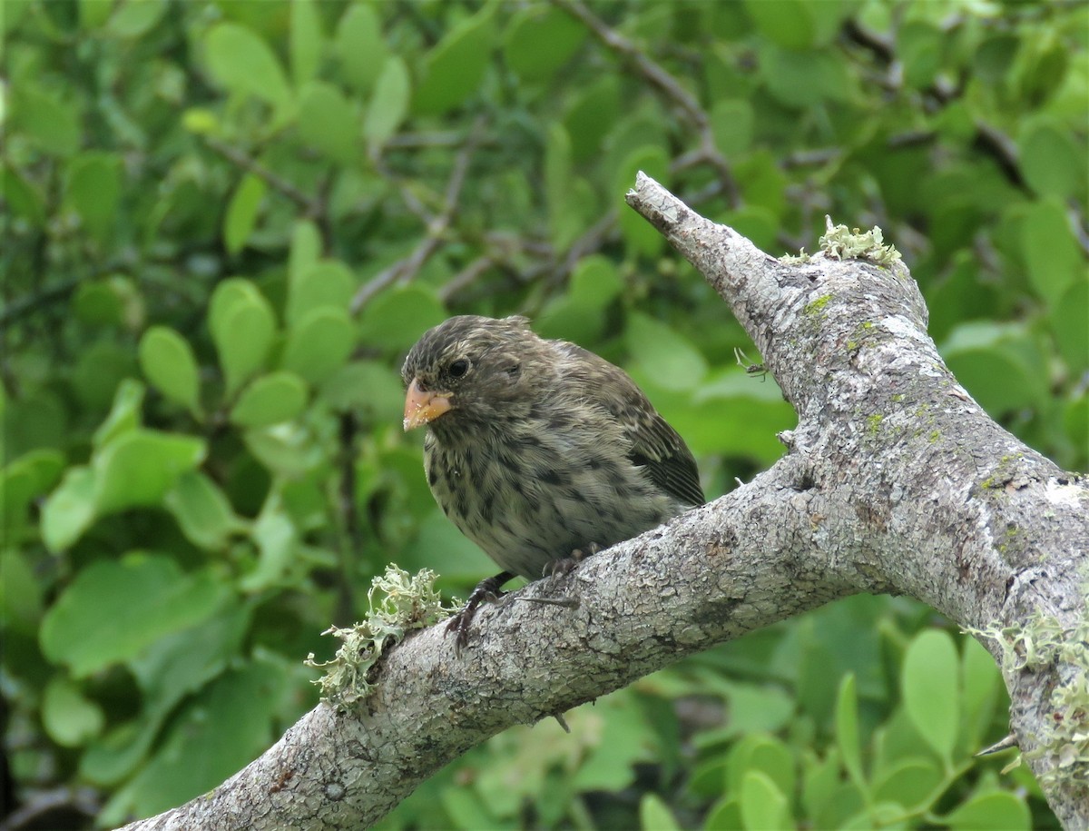 Small Ground-Finch - ML589051431