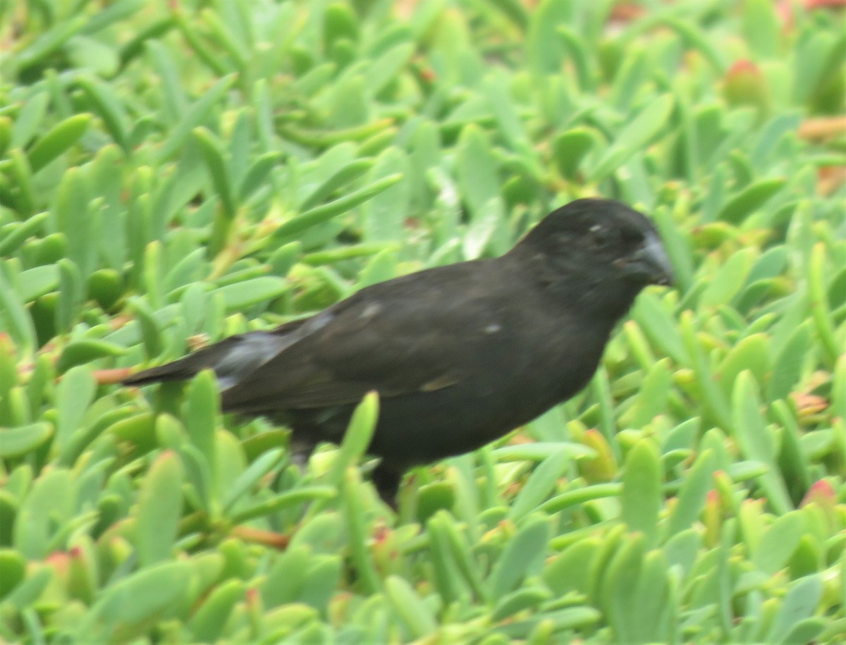 Small Ground-Finch - Eric van den Berghe