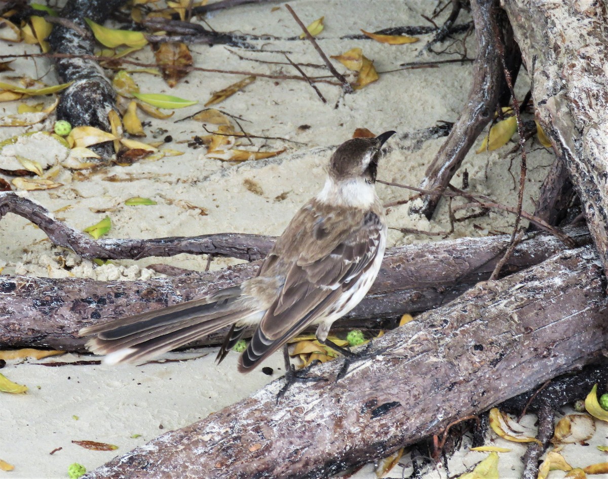 Galapagos Mockingbird - ML589051551