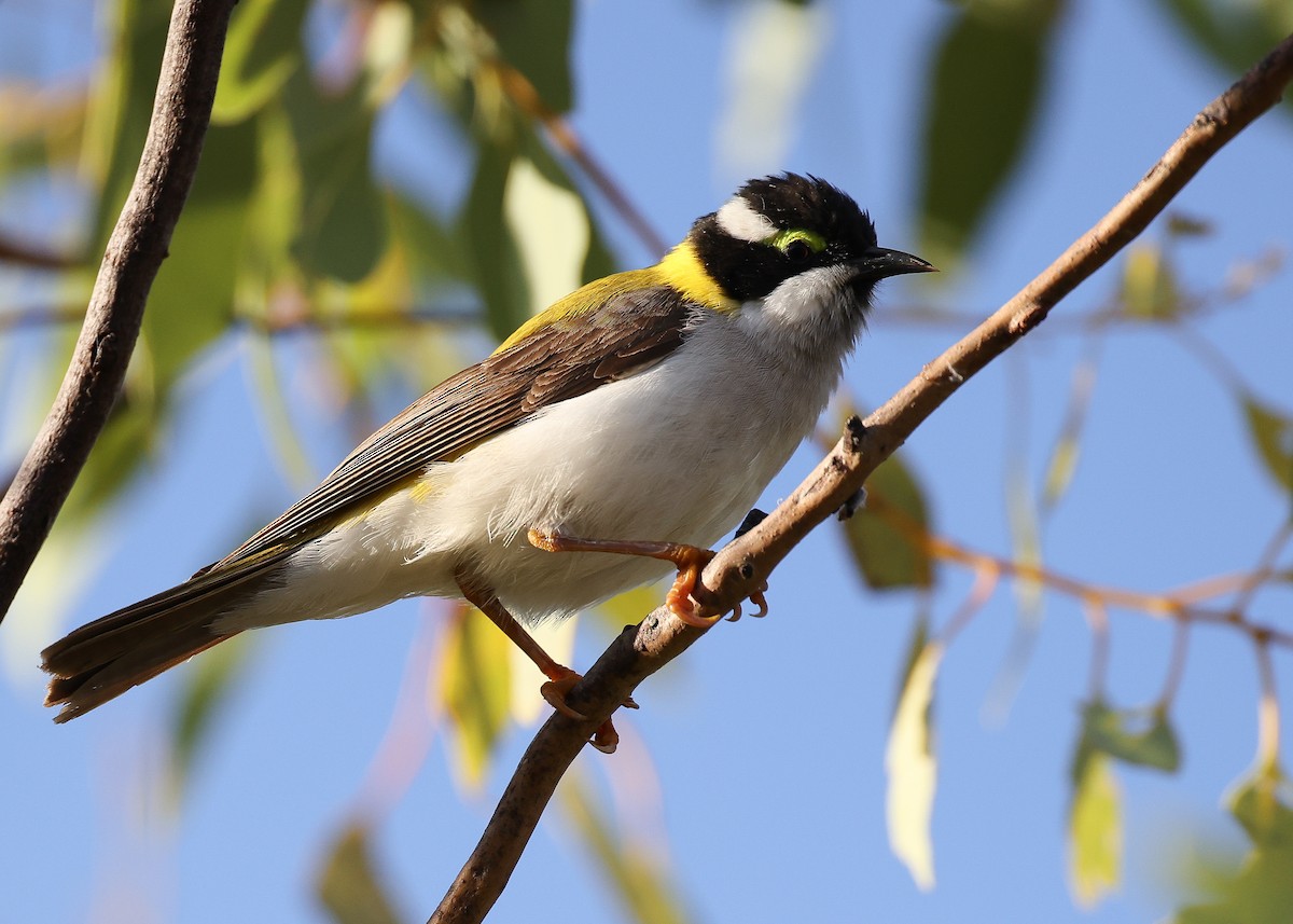 Black-chinned Honeyeater (Golden-backed) - ML589051561