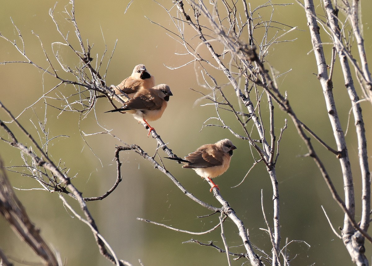 Long-tailed Finch - ML589051601