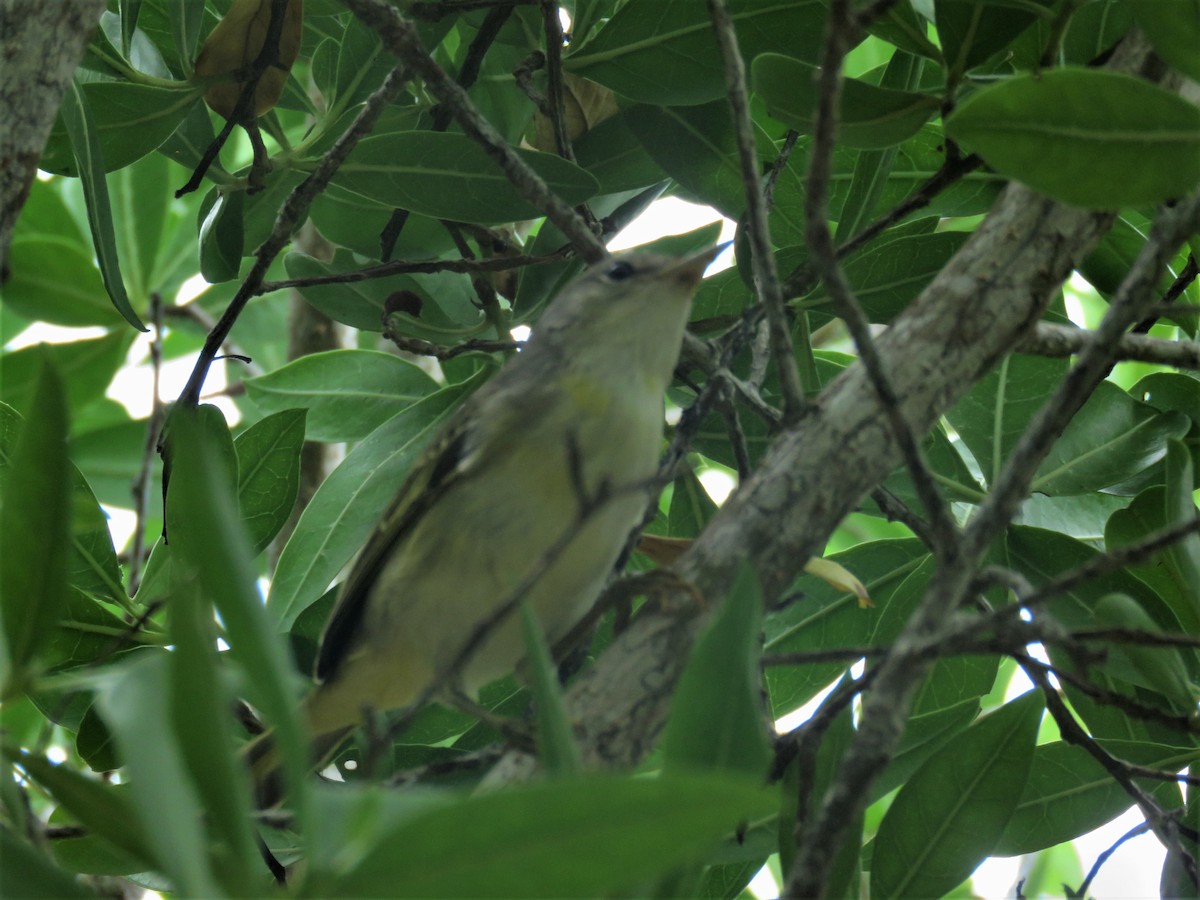 Paruline jaune - ML589051741