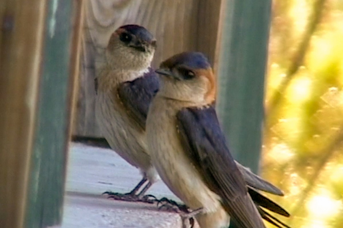 Red-rumped Swallow - ML589052111