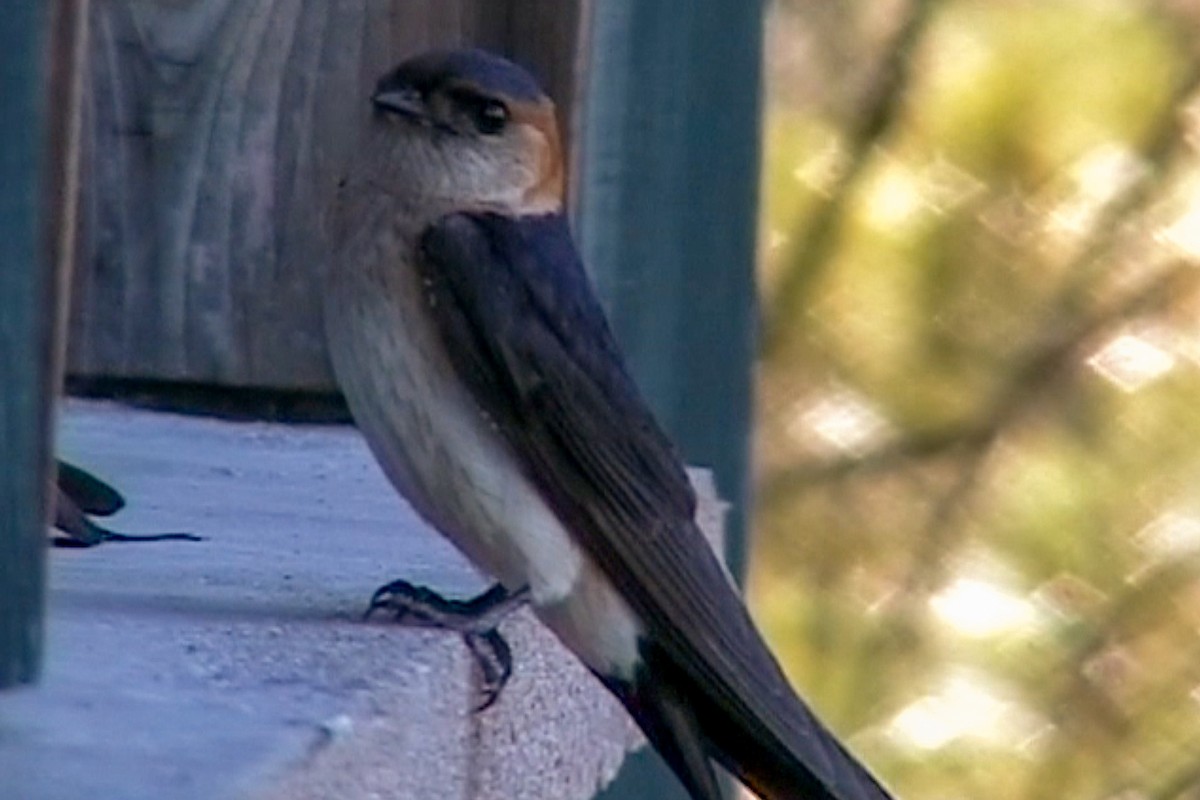 Red-rumped Swallow - ML589052121