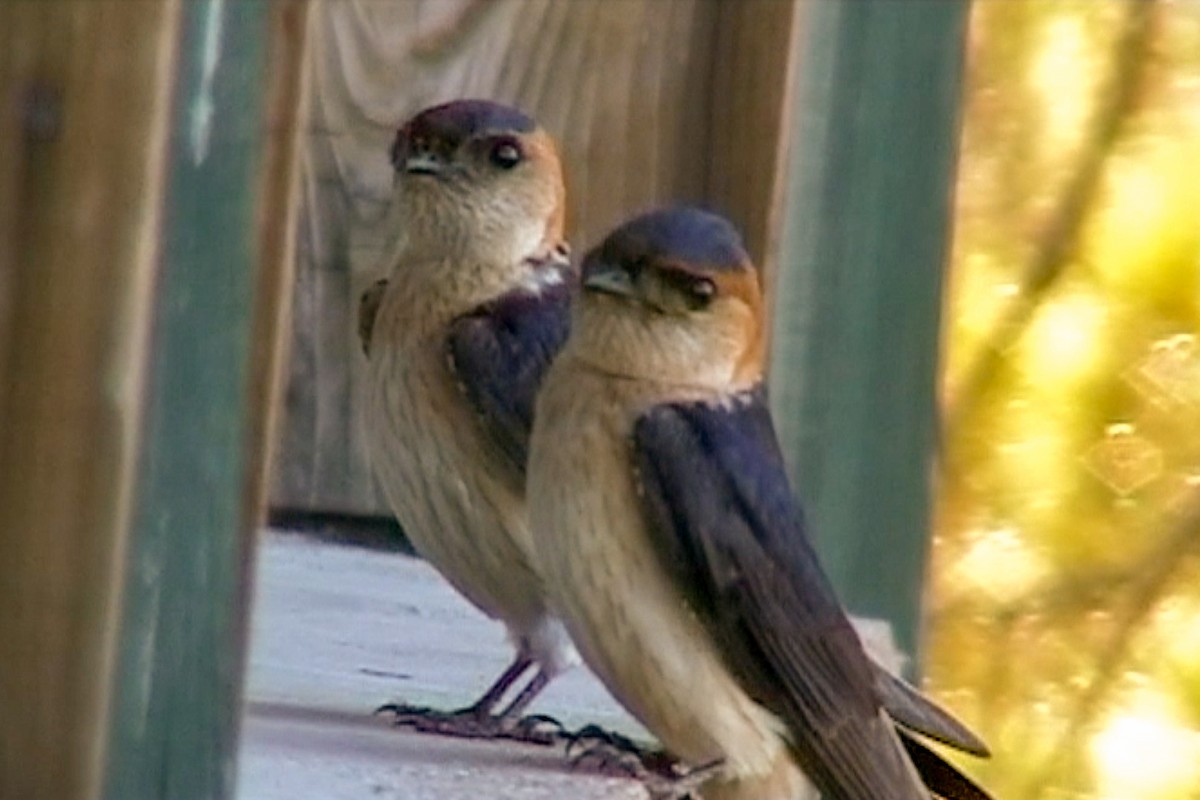 Red-rumped Swallow - ML589052131