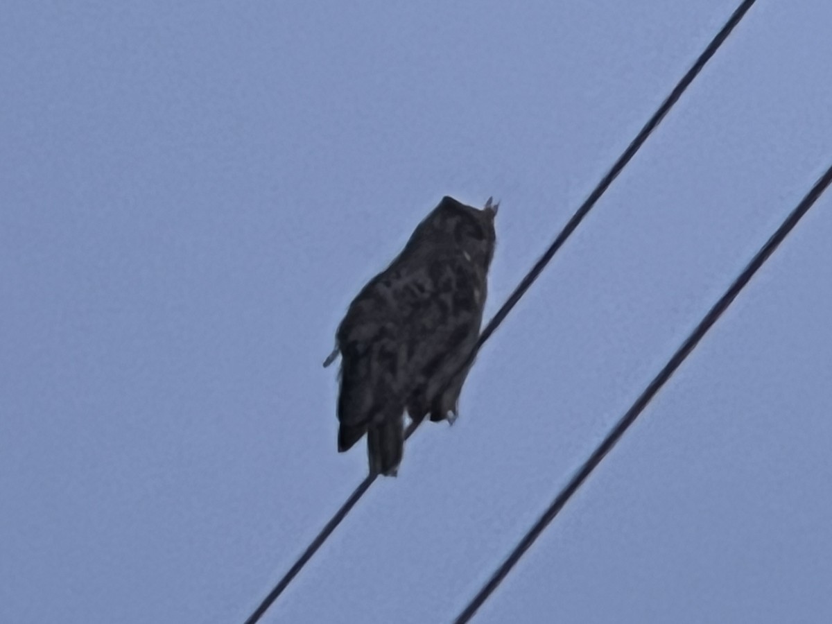 Great Horned Owl - ML589052671