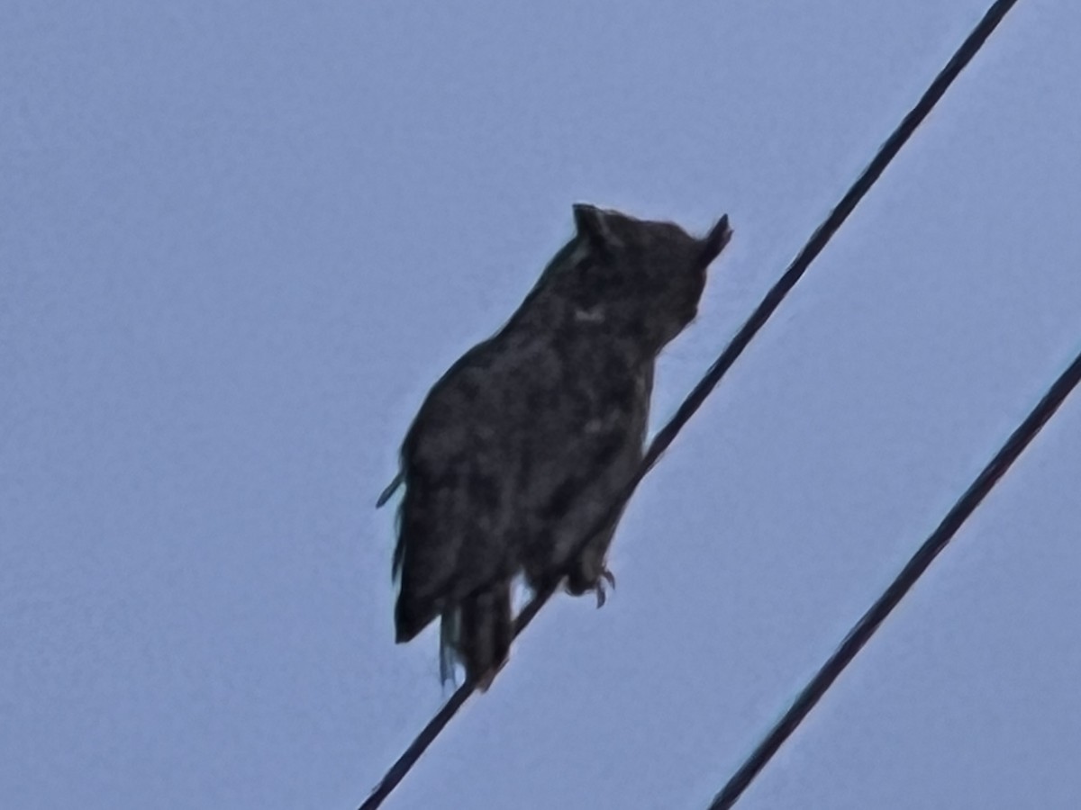 Great Horned Owl - ML589052681