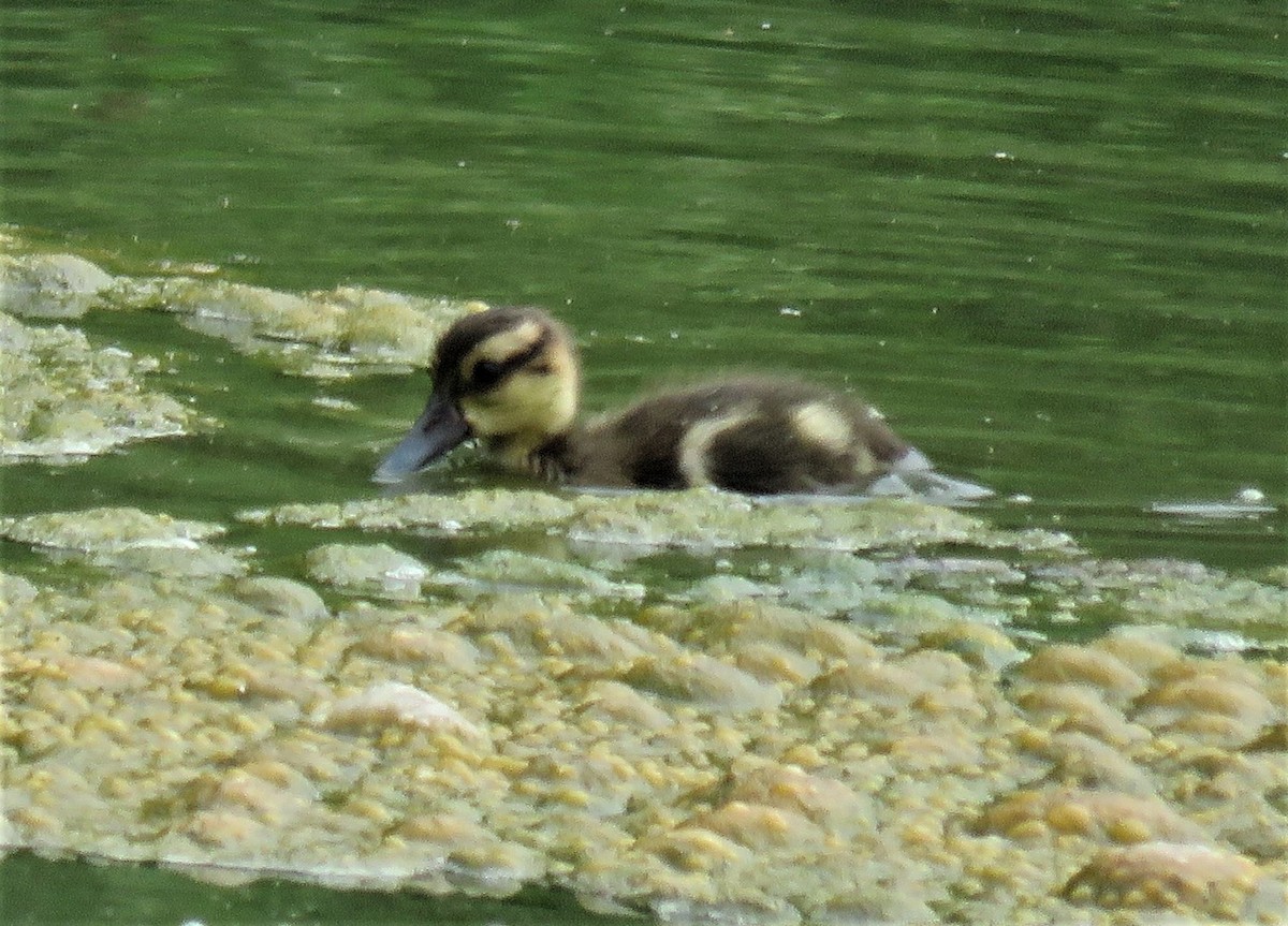 White-cheeked Pintail - ML589053151