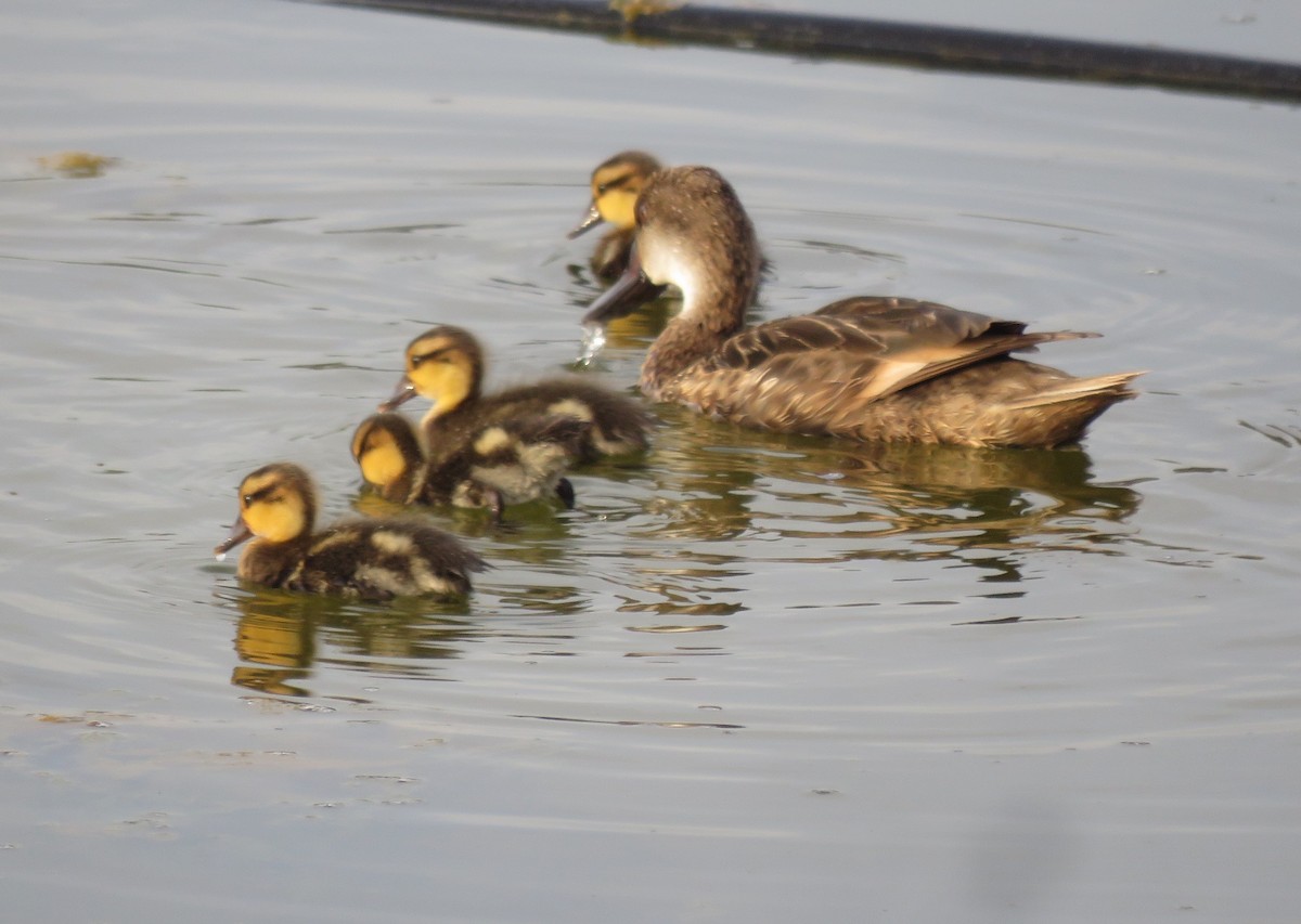 White-cheeked Pintail - ML589053161
