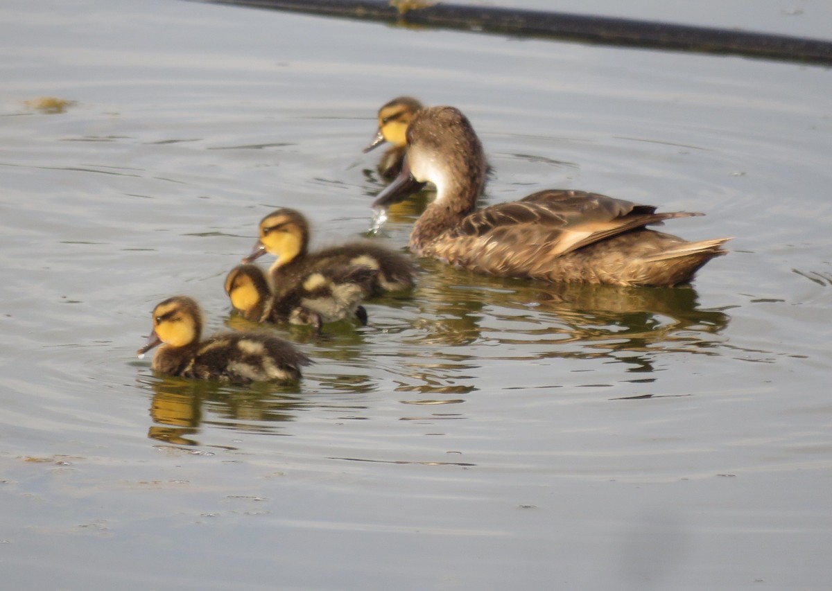 White-cheeked Pintail - Eric van den Berghe