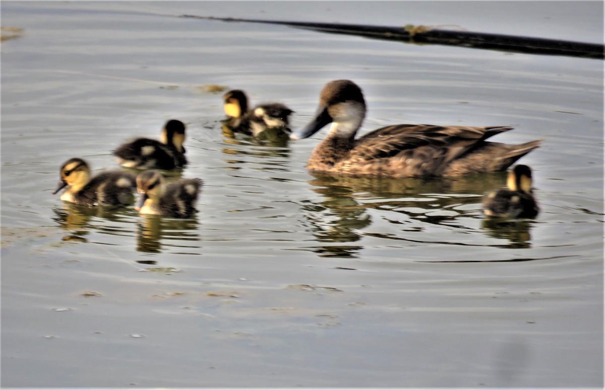 White-cheeked Pintail - ML589053171