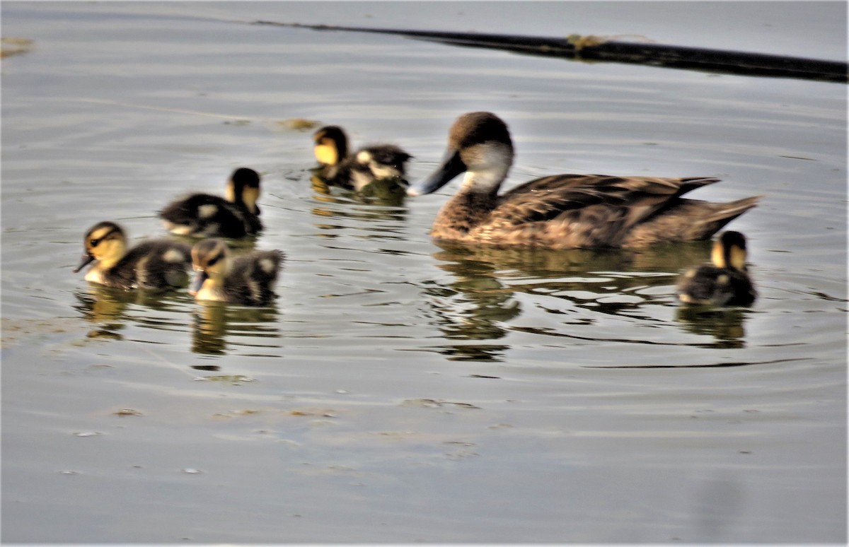 White-cheeked Pintail - Eric van den Berghe