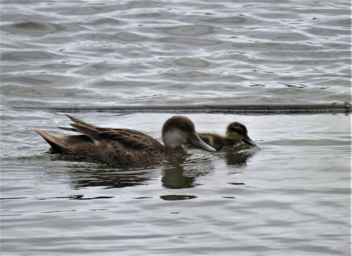 White-cheeked Pintail - ML589053181