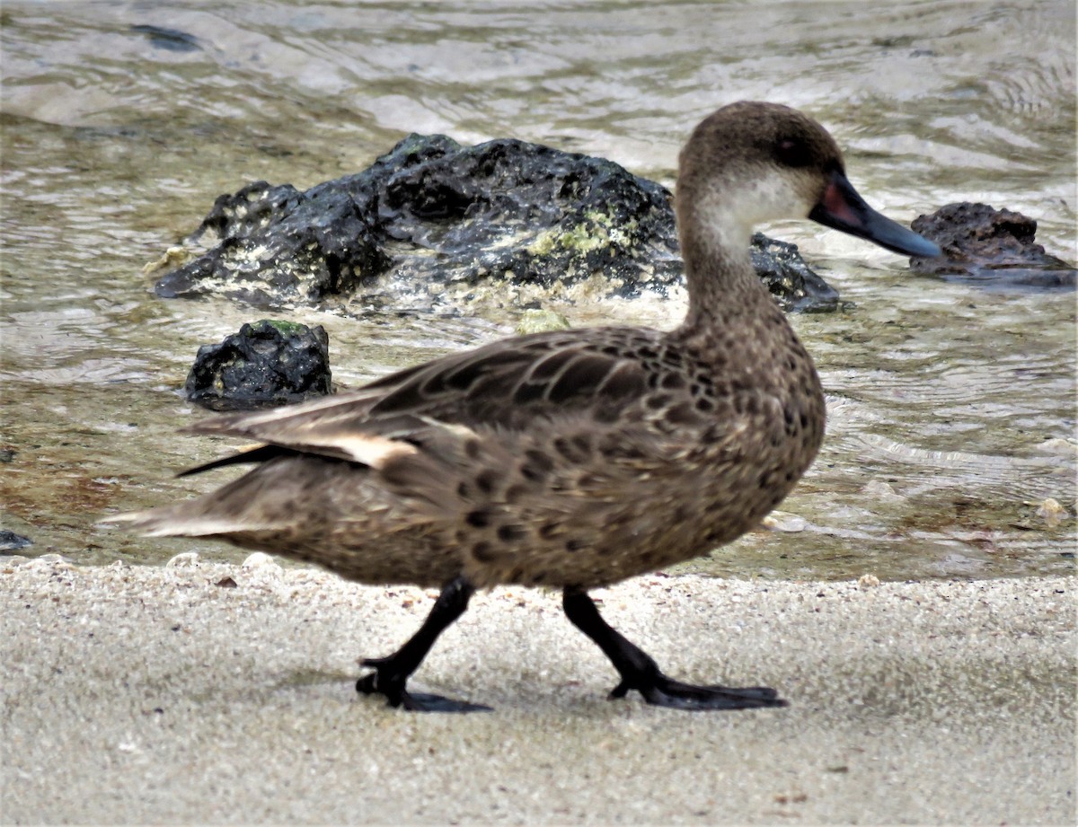 White-cheeked Pintail - Eric van den Berghe