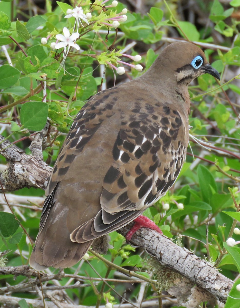 Galapagos Dove - Eric van den Berghe