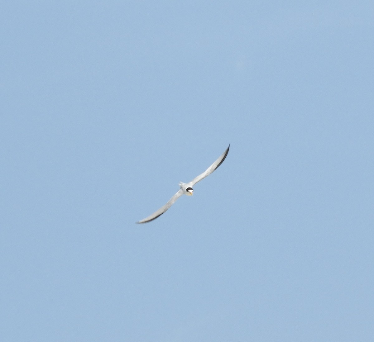 Common Tern - ML589053931