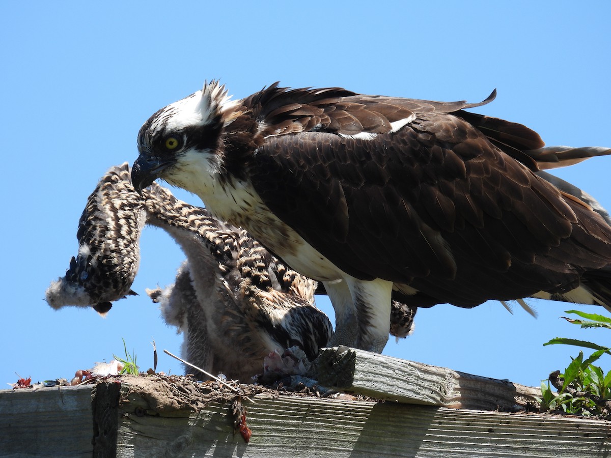 Osprey - ML589054251