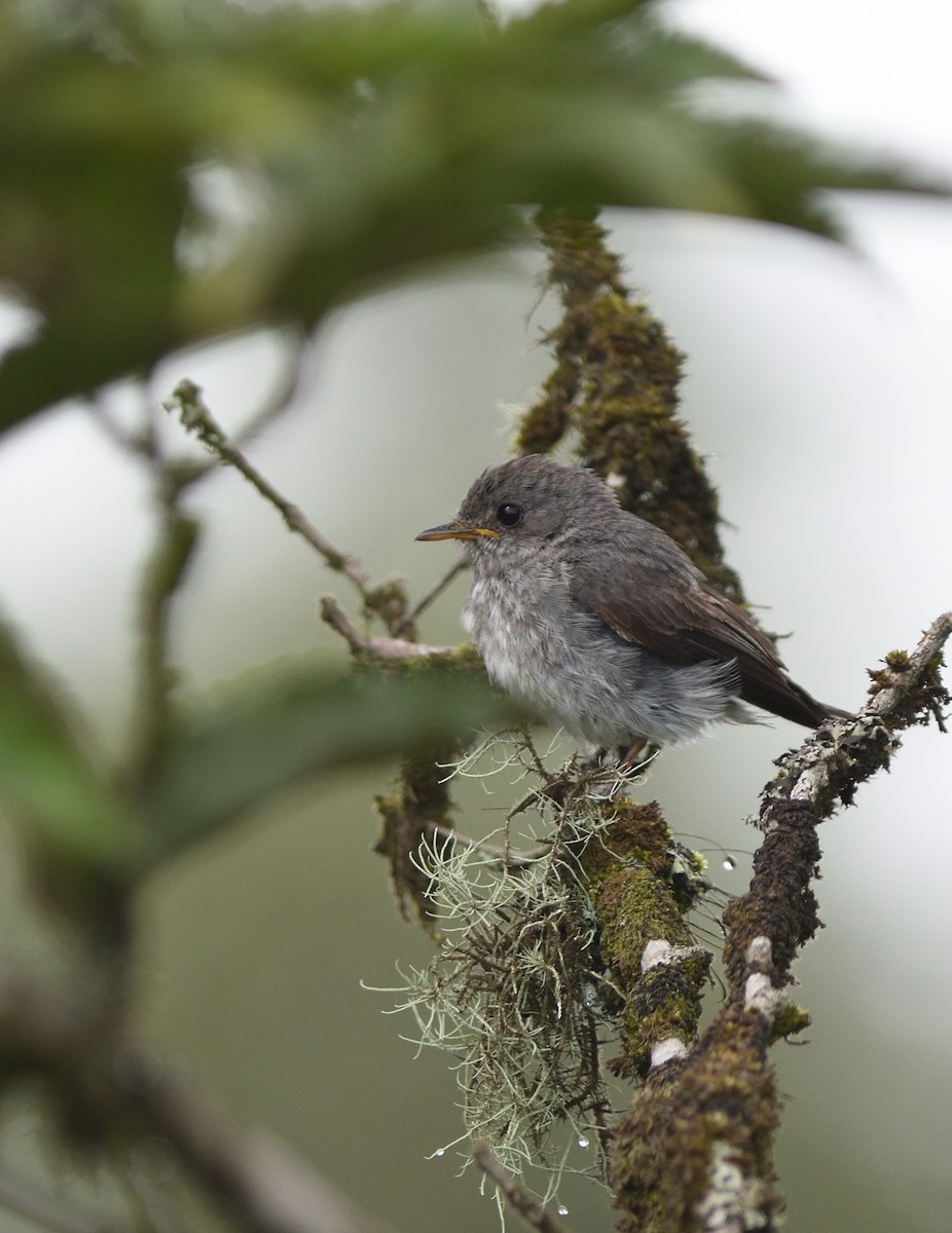 Little Flycatcher - ML589054931