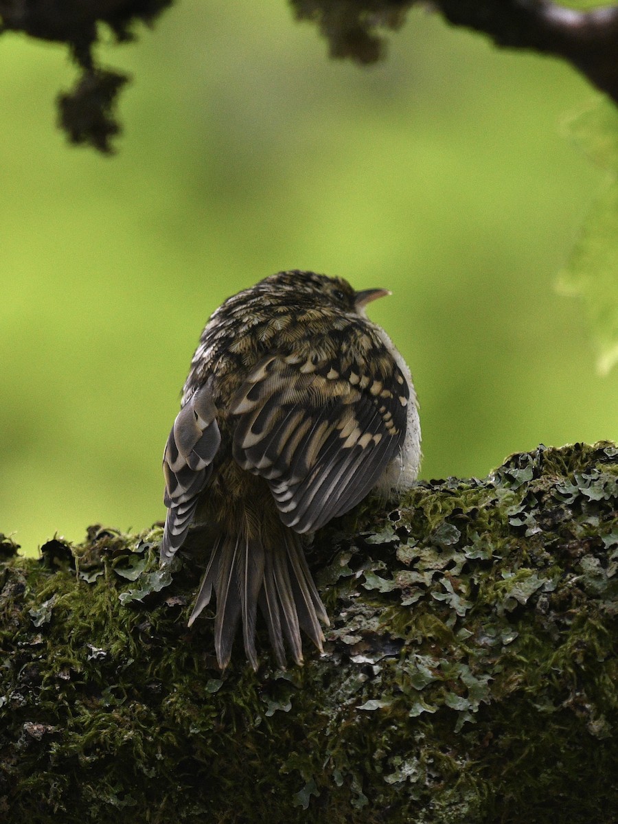 Eurasian Treecreeper - Josh Bruening