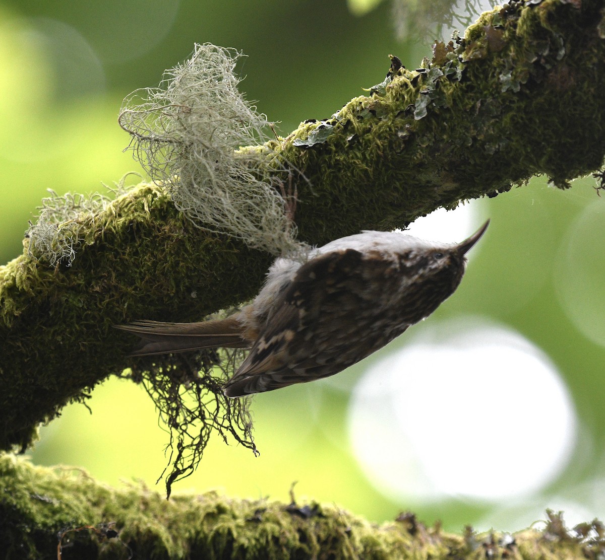 Eurasian Treecreeper - Josh Bruening