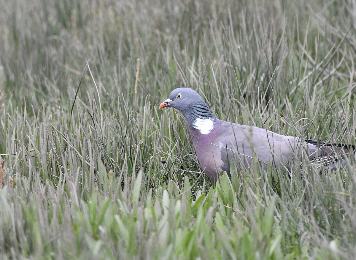 Common Wood-Pigeon - ML589055181