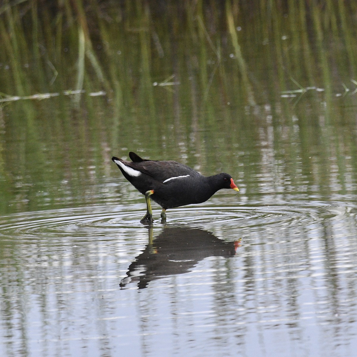 Eurasian Moorhen - ML589055201