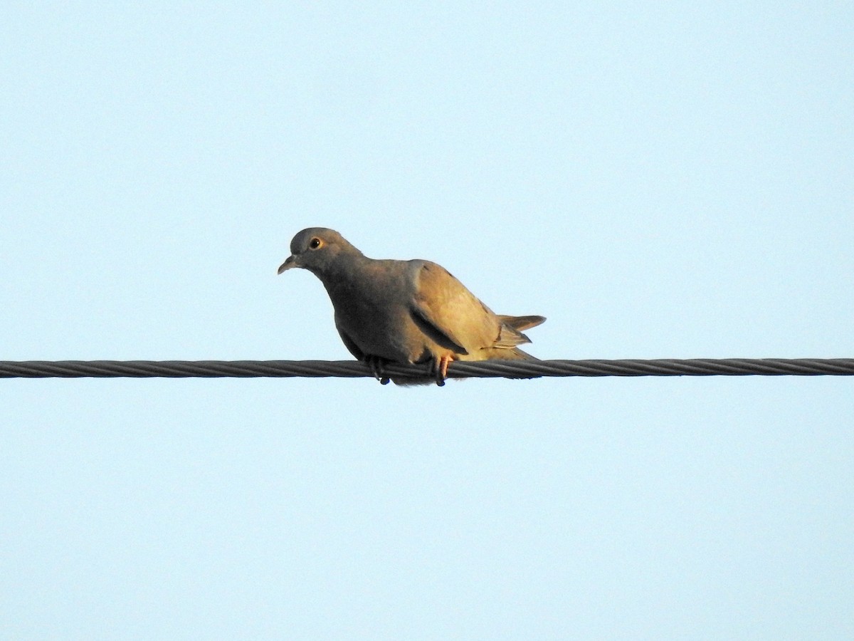 Yellow-eyed Pigeon - ML589055691