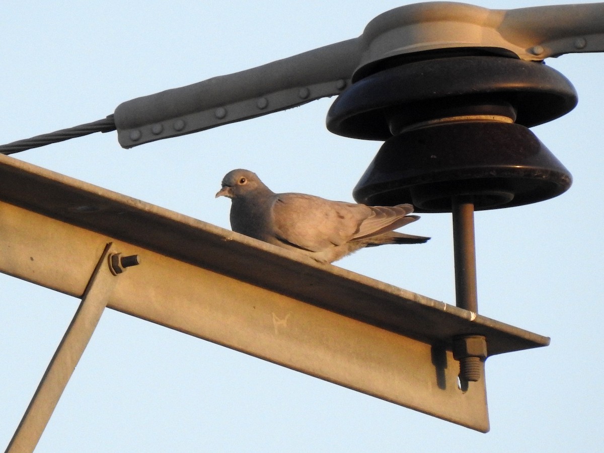 Yellow-eyed Pigeon - ML589055731