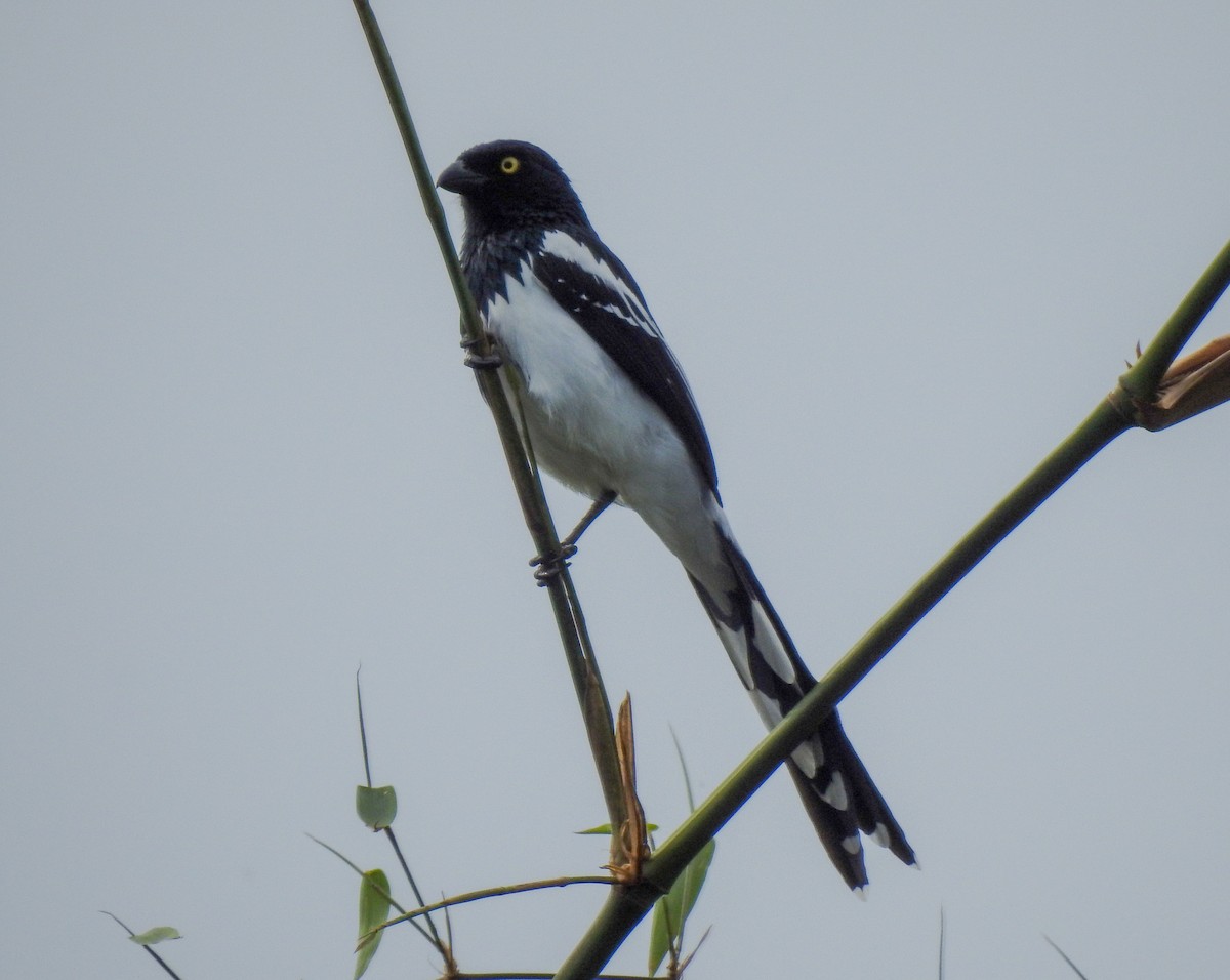 Magpie Tanager - ML589055941
