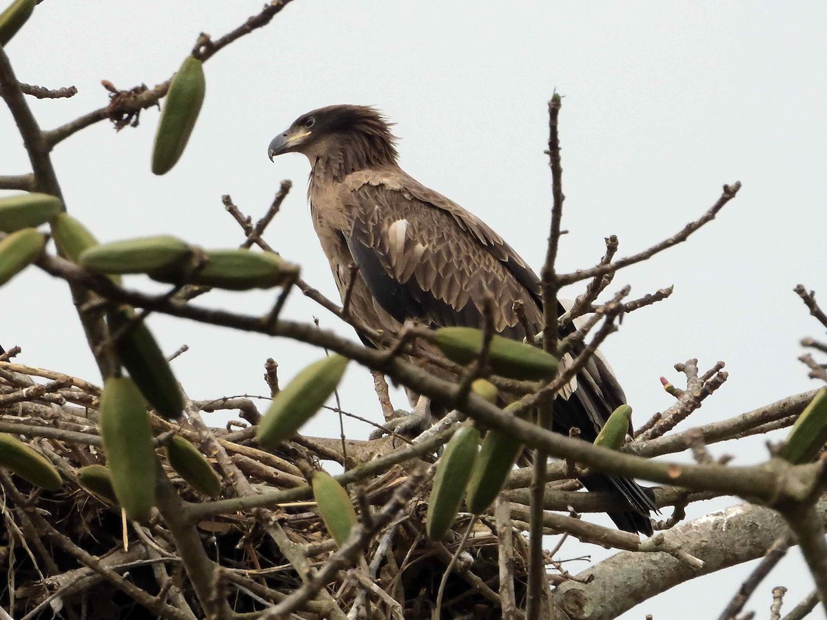 Pallas's Fish-Eagle - ANDRÉS SERRANO LAVADO