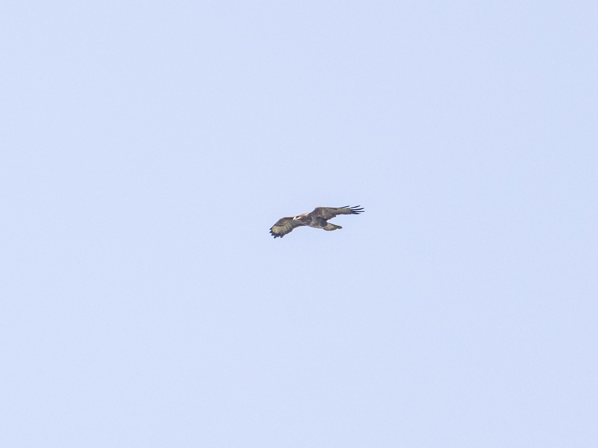 Common Buzzard - Angus Wilson