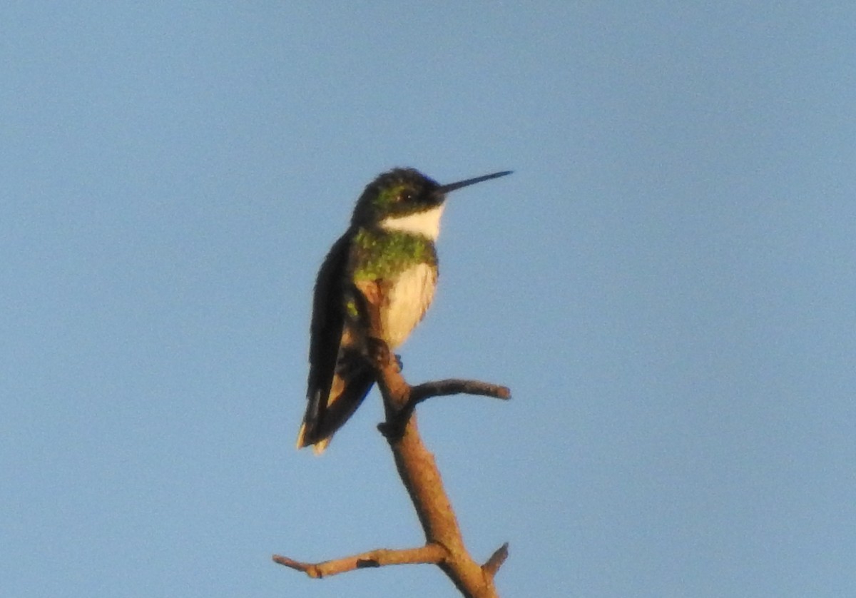 White-throated Hummingbird - ML589057081