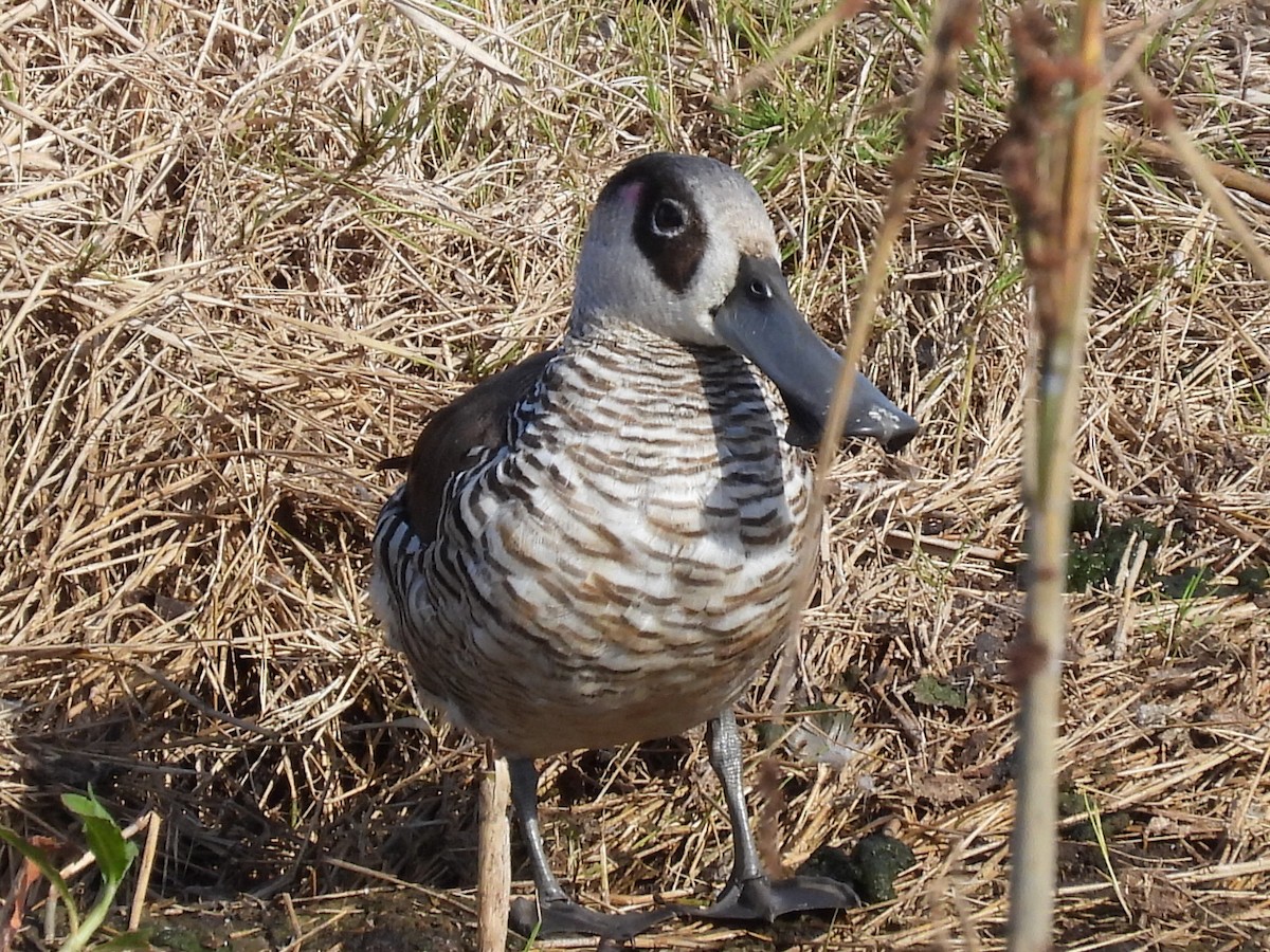 Pink-eared Duck - ML589057311