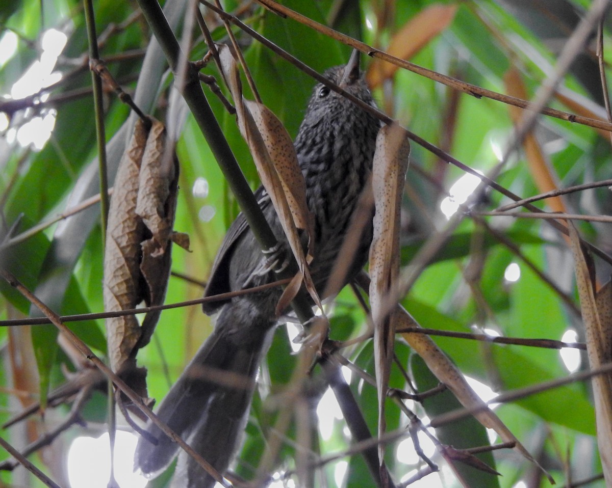 Dusky-tailed Antbird - ML589057401