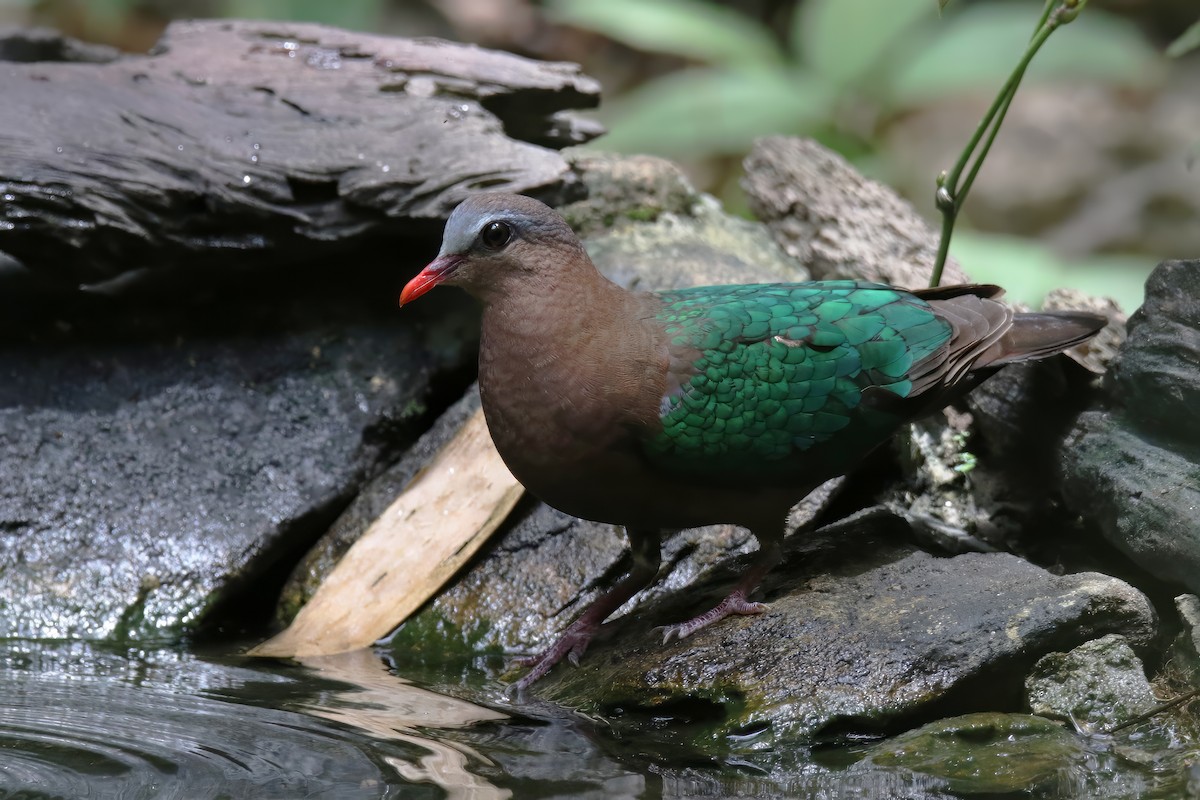 Asian Emerald Dove - ML589057471