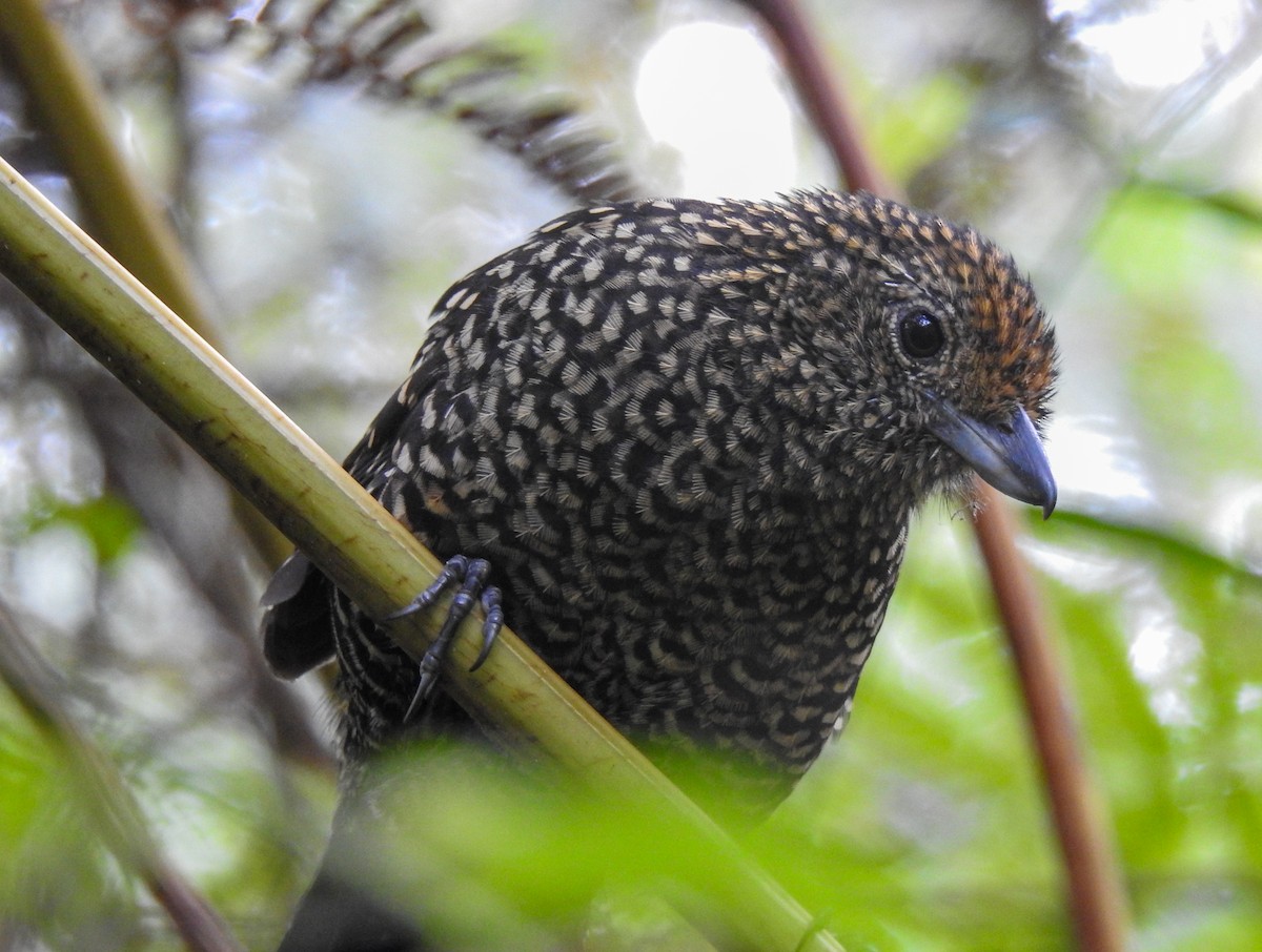 Large-tailed Antshrike - ML589057731