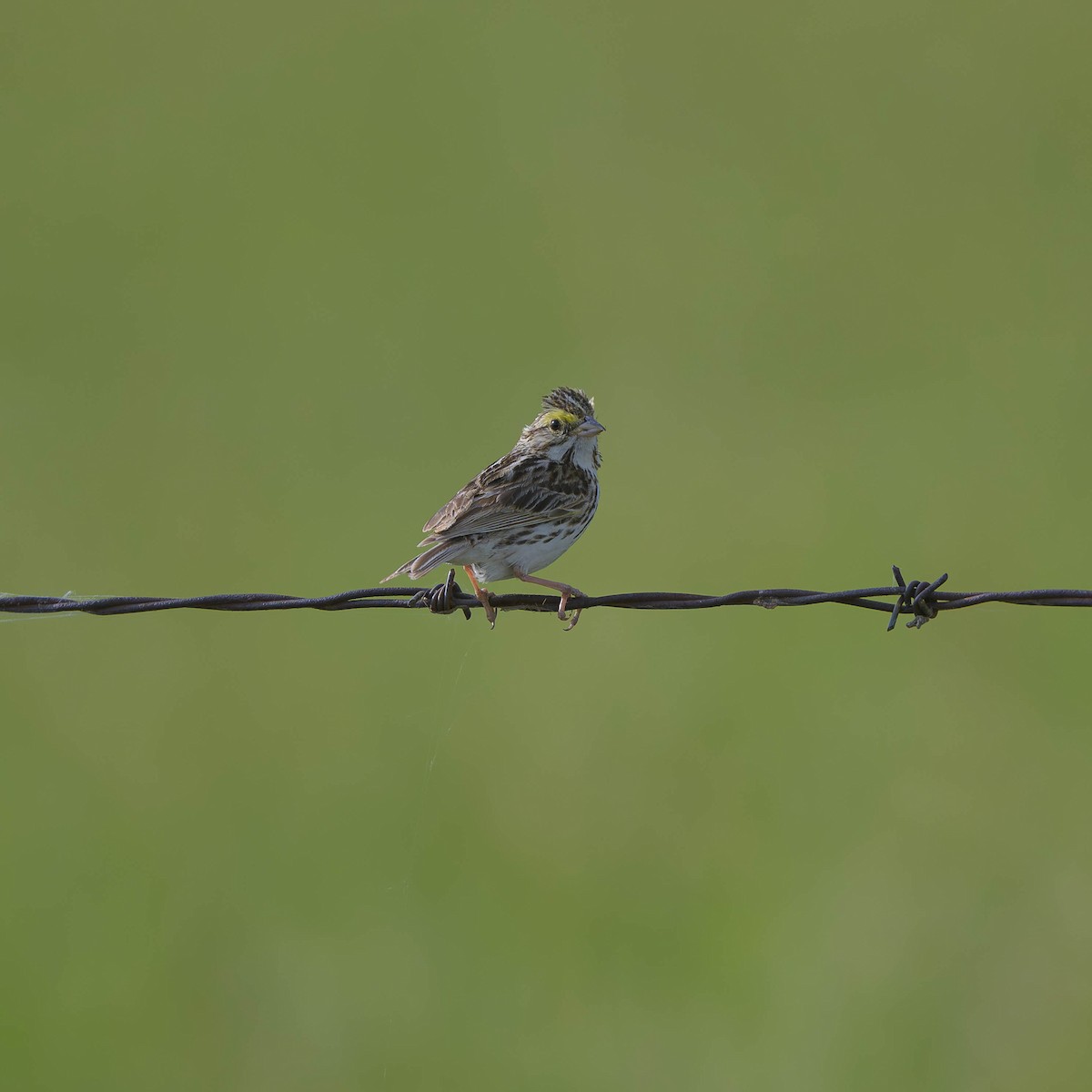 Savannah Sparrow - ML589057781