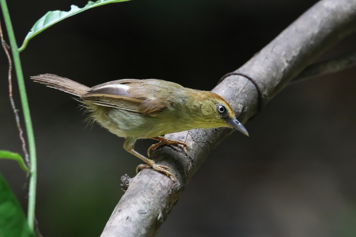 Pin-striped Tit-Babbler (Pin-striped) - ML589057841