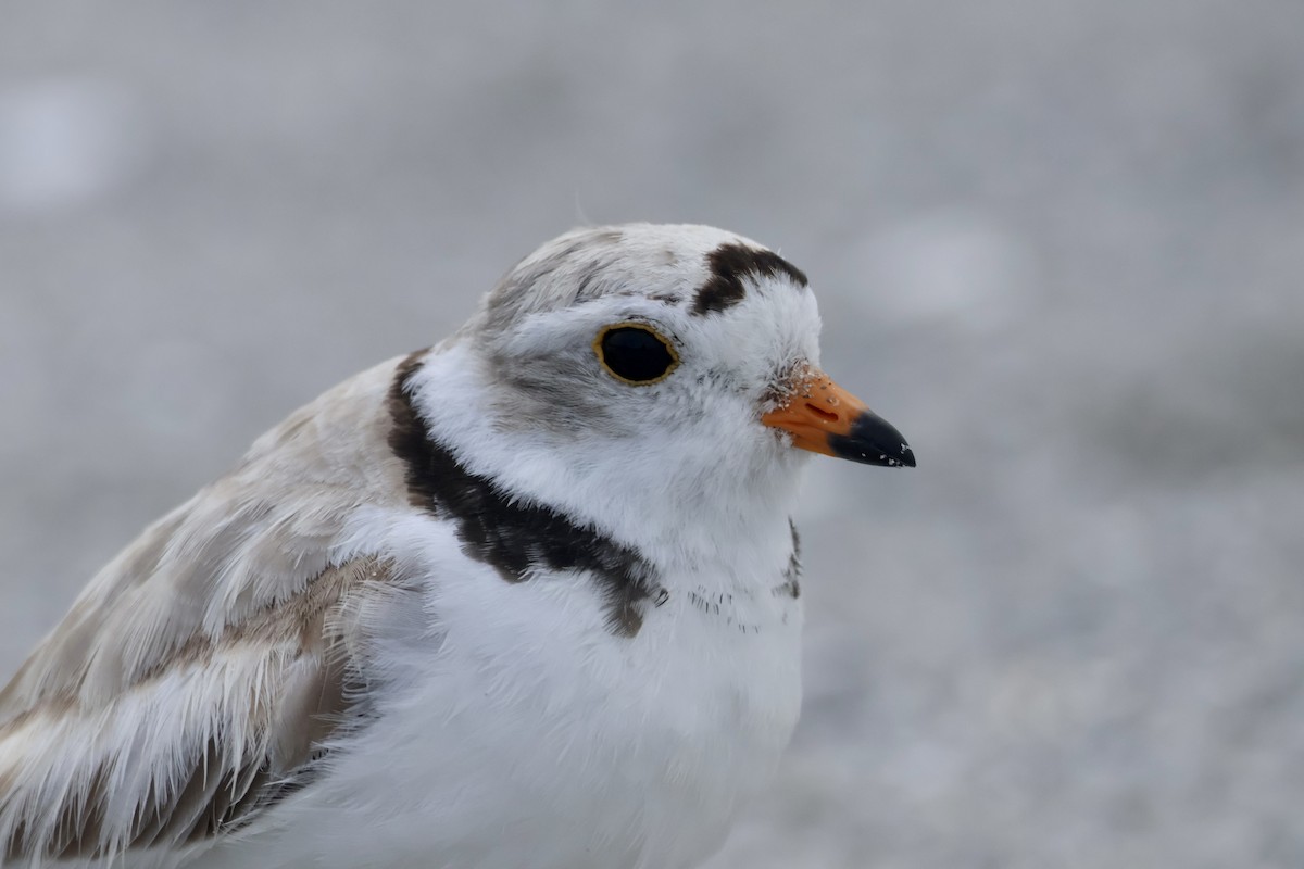 Piping Plover - ML589058061